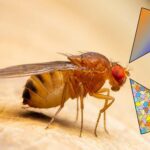 Researchers decipher how insects smell more with less