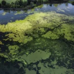 Sludge project is developing biochar-based filter to tackle algal blooms