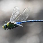 Work revives dew ponds in Sussex