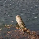 People are altering decomposition rates in waterways