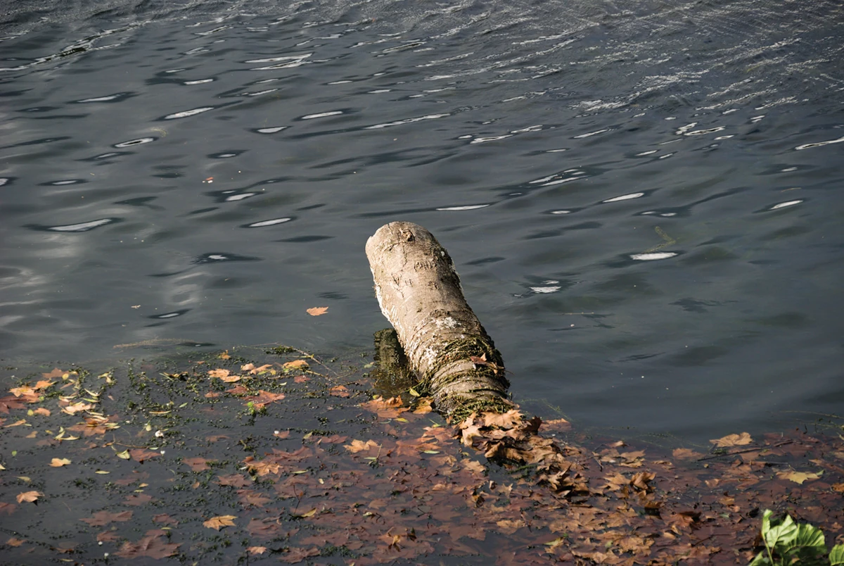 log floating in a river