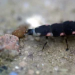 European glow-worm and firefly species are in decline