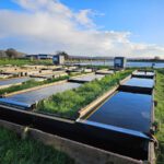 Developing the tools to restore UK seagrass