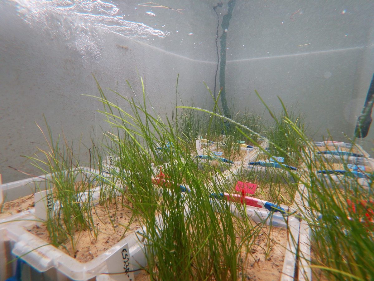 Green strands of seagrass growing within rectangular plastic containers, in an underwater setting