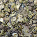 Fibreglass found in oysters and mussels