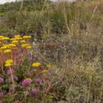 Belfast wildlife havens under threat