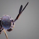 A novel alternative to landfilling organic waste: genetically modified flies