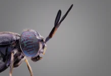 A novel alternative to landfilling organic waste: genetically modified flies