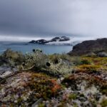Antarctic-wide survey of plant life to aid conservation efforts