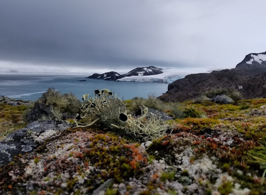 Clumpy, mossy and varied plant life in close up, with the background showing the sea extending towards the horizon, in addition to islands and icebergs