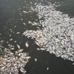 Researchers say chemical cocktail of micropollutants amplified the effect of algal toxins causing mass fish mortality on the River Oder in 2022