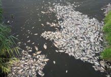 Researchers say chemical cocktail of micropollutants amplified the effect of algal toxins causing mass fish mortality on the River Oder in 2022