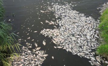 Researchers say chemical cocktail of micropollutants amplified the effect of algal toxins causing mass fish mortality on the River Oder in 2022