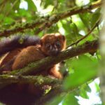 Protecting just 0.7% of world’s land could help save a third of most unique and endangered species