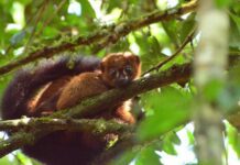 Protecting just 0.7% of world’s land could help save a third of most unique and endangered species