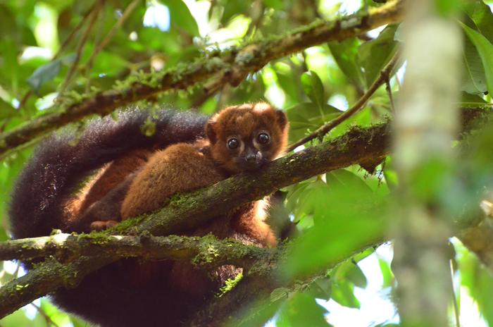 Red-bellied-lemur-in-Madagascar