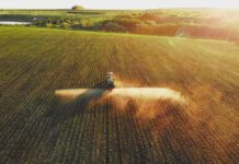 Friendly soil fungus could replace chemical sprays in battle against crop diseases