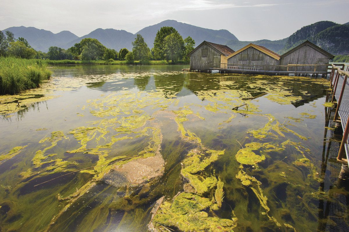 Algal-blooms-in-Bavaria