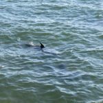 Interview with dolphins-and-microplastics study authors