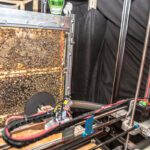Durham researchers unveil robot system for studying honeybee behaviour