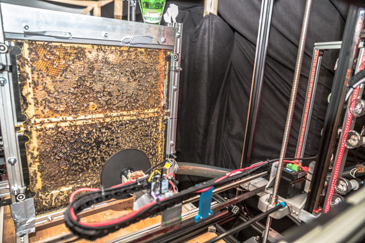 Durham researchers unveil robotic system for finding out honeybee behaviour