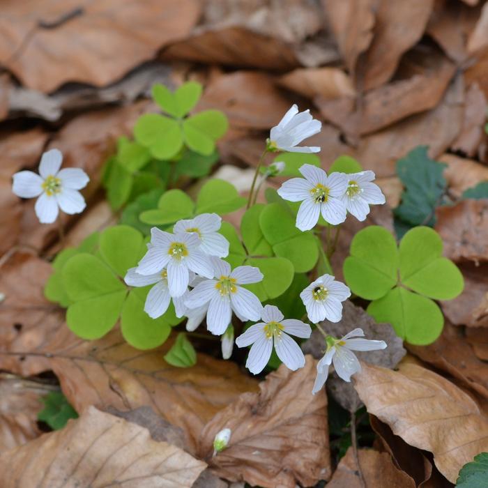 Oxalis-acetosella