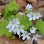 European forest plants are migrating westwards because of nitrogen