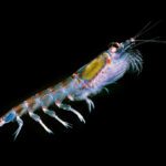 DNA probes will be deployed in Antarctic krill project