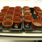 Climate impacts on European soils predicted by Manchester group