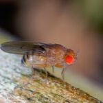 Study measures link between chemicals and declining insect populations