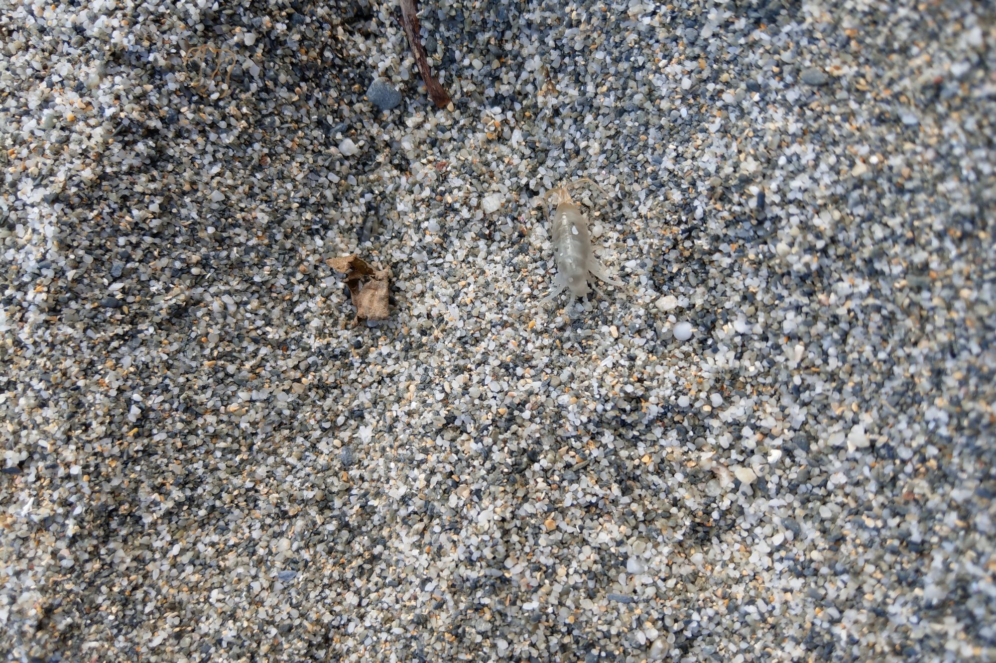 sandhopper on beach in Cornwall