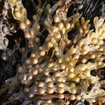 Genomic analysis reveals milestones in evolution of brown algae