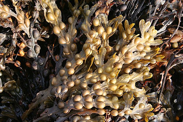 Bladder wrack brown algae