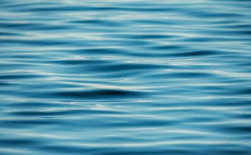 PFAS-eating insects among the finalists of the Water Discovery Challenge