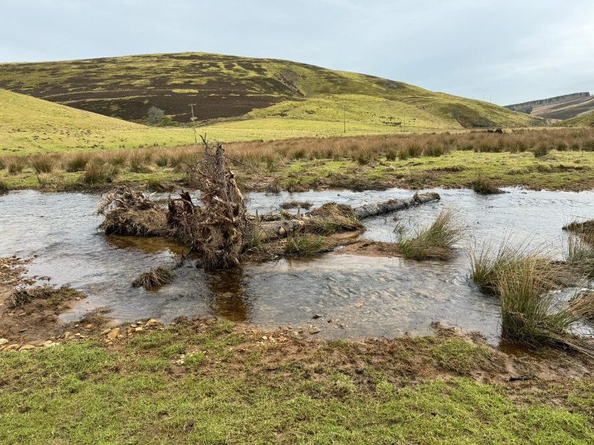 Wooden structure - a seemingly chaotic entanglement of a a pair of uprooted trees with grass and other debris attached - lying within the middle lane of a stream situated within a Scottish moorland location