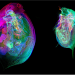 A new atlas maps the water flea’s world