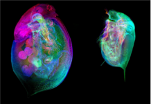 A new atlas maps the water flea’s world
