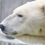 Ice-repelling secrets of polar bear fur