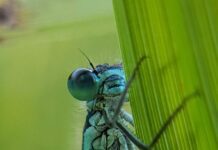 Biodiversity in England’s rivers improved as metal pollution reduced