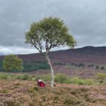 Natural tree colonisation may not always produce carbon capture benefits