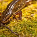 Don’t blame the newts? Challenging the false dichotomy of nature vs the economy