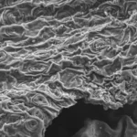 Brewing tea removes lead from water