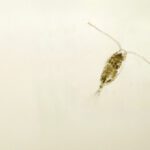 Mixed microplastic blend may be substantially more toxic for marine life