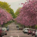 England’s non-woodland trees mapped freely for first time