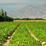 Immune response suggests genetic strategies for increasing plants’ drought resilience