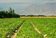 A fifth of global farmland contaminated by toxic metals, says study