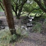 New pilot study detects faecal pollution marker in UK rivers