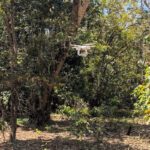 Tree-mendous potential of inexpensive drones to help community forests flourish