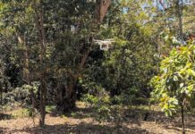 Tree-mendous potential of inexpensive drones to help community forests flourish
