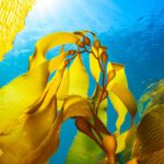 Robotics and kelp farming project aims to boost biodiversity and carbon capture